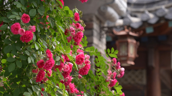 赏花、看柳、寻泉……提前预习济南的春天