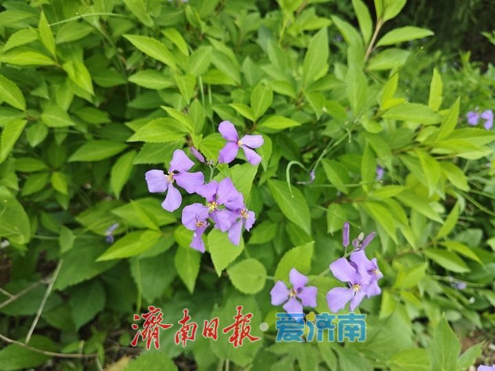 一年四季 泉在济南丨春色满园人气旺 山体公园成春游好去处