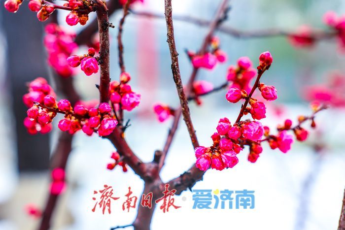 一年四季 泉在济南丨粉缀芳园，梅韵泉城