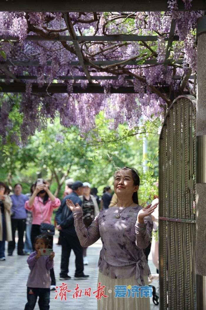 泉城公园“紫藤瀑布”成为新晋打卡点