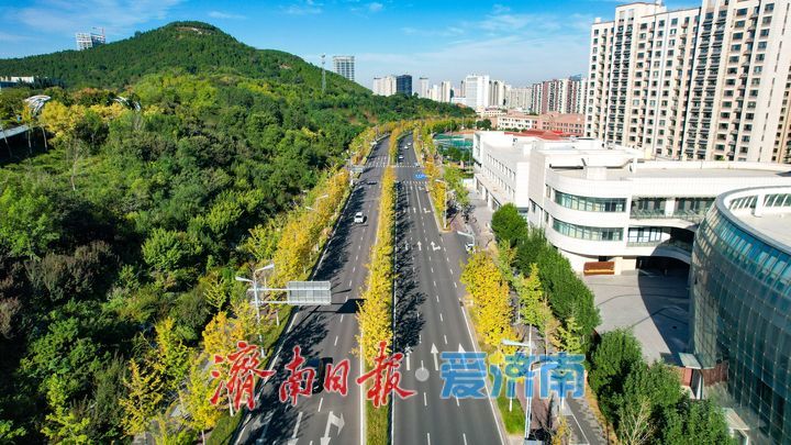 彩叶染秋扮靓新城 济南新泺大街娜塔栎铺展秋日唯美画卷