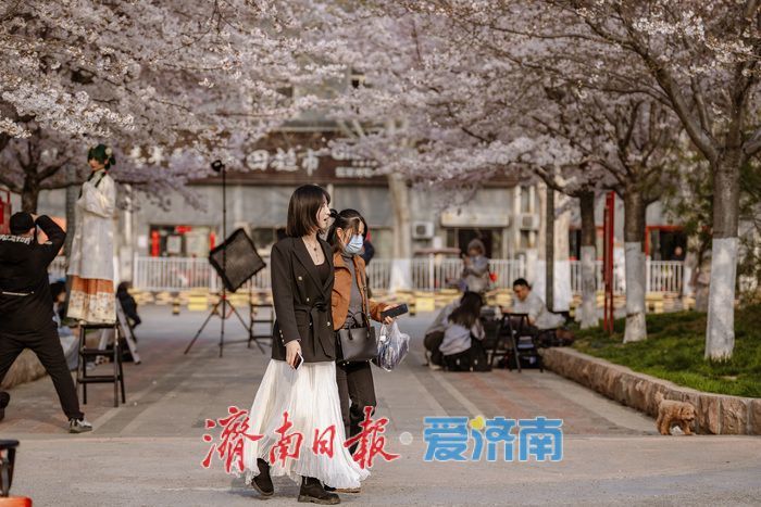 济南滨湖广场樱花盛放 春日浪漫氛围感拉满