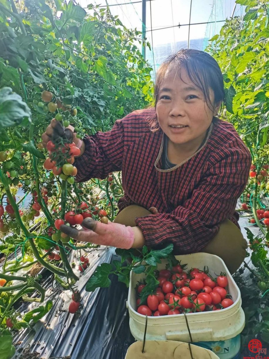 济阳区新市镇史家寺村玲珑果产销两旺