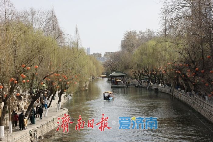 一年四季 泉在济南丨气温回升春意浓 济南柳芽初绽报早春