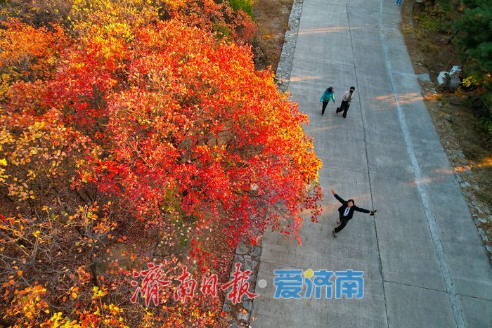 平分秋色！崮山公园漫山层林尽染 迎来最佳观赏期