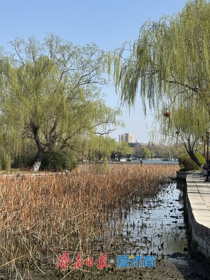 大明湖新柳残荷相映 绘就吴冠中笔下水墨春景