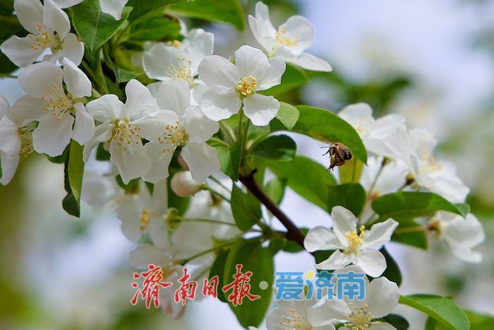 一年四季 泉在济南丨济南超算中心旁海棠盛放 东部科创走廊添春日诗意
