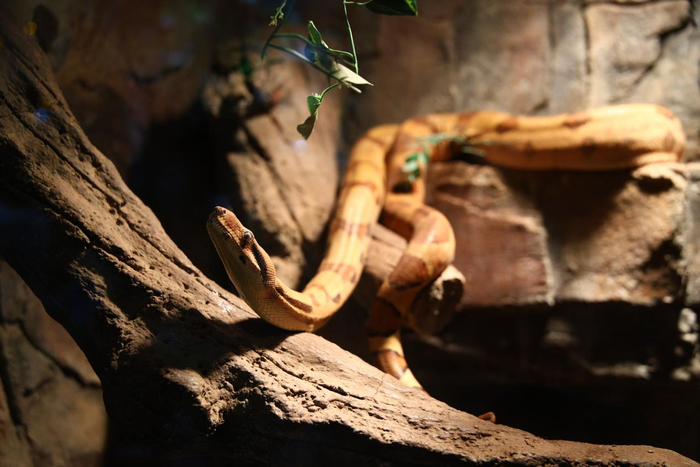 “泉”在济南过大年｜蟒、蛇、蚺……蛇年，济野的爬行馆火了