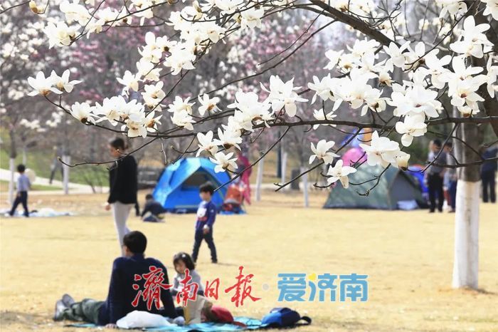 看玉兰花，还有济南植物园