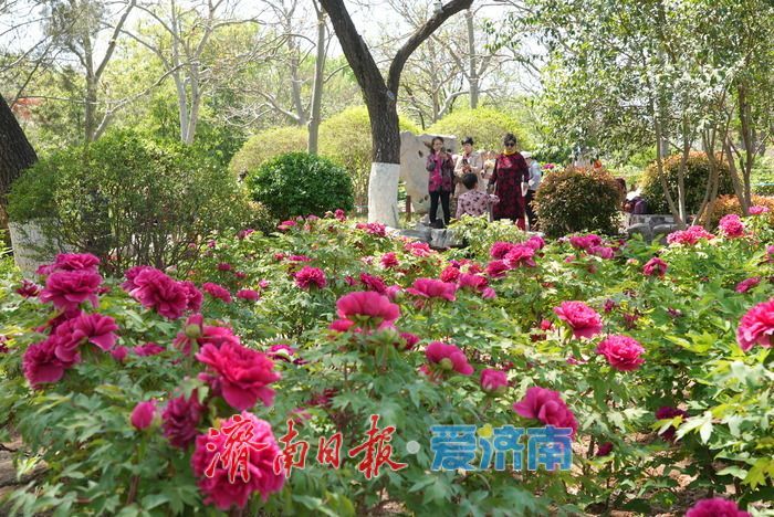 一年四季 泉在济南｜热度持续高涨！牡丹花开迎来最佳观赏期