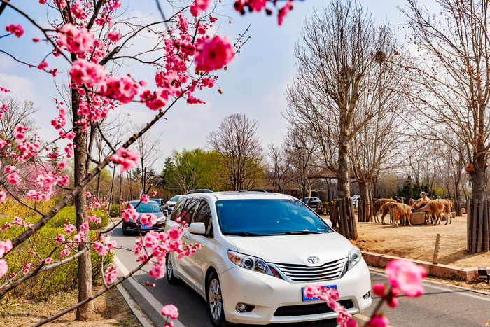 春撒希望，播种绿色——济南野生动物世界“动物森林植树劳动体验季”温情启幕