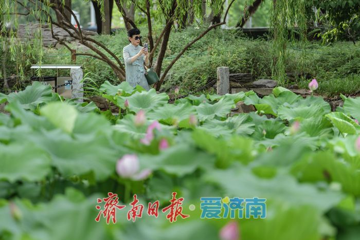 泉城荷韵盛放时，泉城公园荷花迎来最佳观赏期