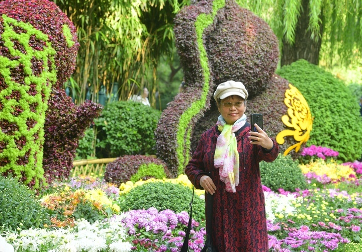 6万余盆菊花竞相绽放，第45届趵突泉金秋菊展拉开帷幕