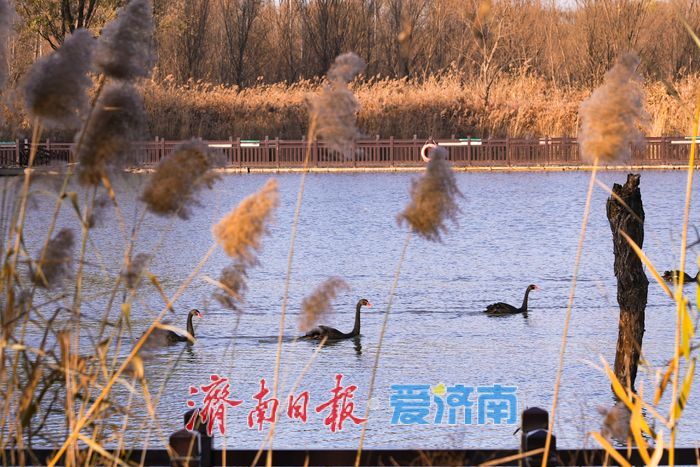 济西湿地黑天鹅当 “居民明星”，引客共赏生态趣