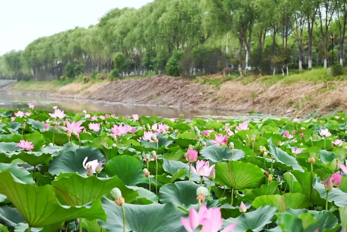 赏荷纳凉正当时！跟着赏荷地图走起