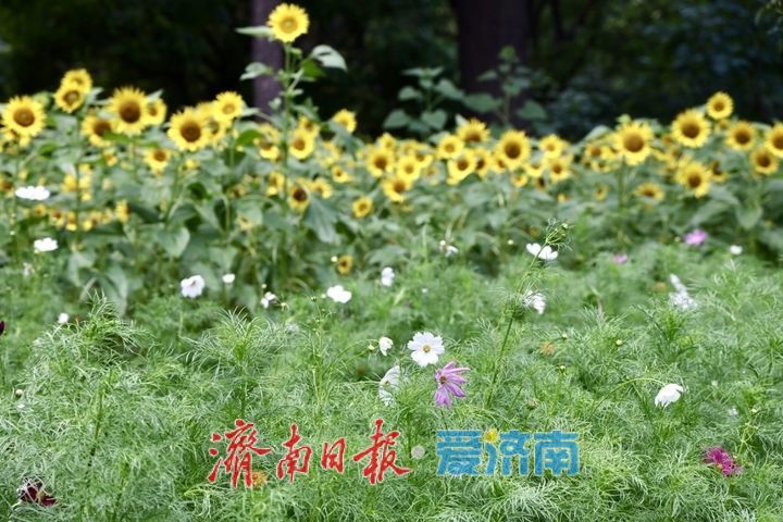 一年四季 泉在济南丨泉城公园波斯菊绚烂盛放 花海如画引市民打卡