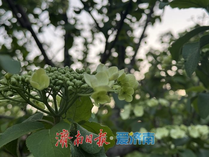 泉城公园琼花盛开 清雅春色引游人