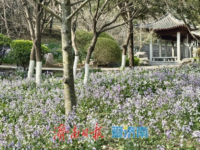 一年四季 泉在济南丨紫韵漫山野！千佛山南麓二月兰盛放成浪漫花海