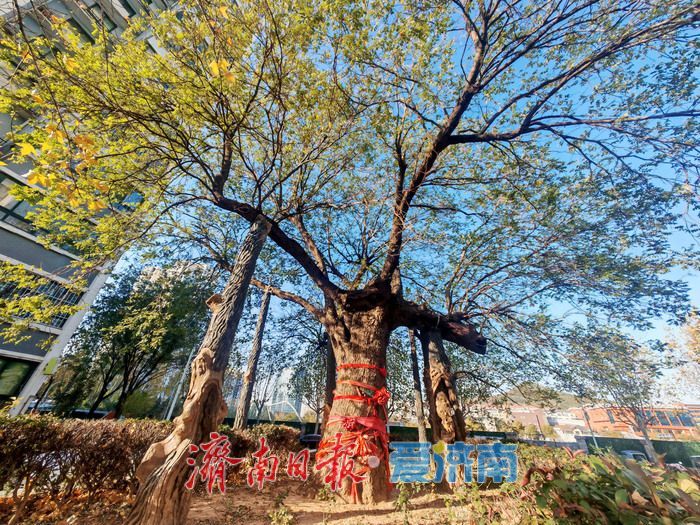 百年古槐焕新生，历下区再添两处古树园