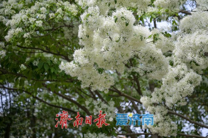 一年四季 泉在济南丨大明湖畔“四月雪” 流苏花开引客来