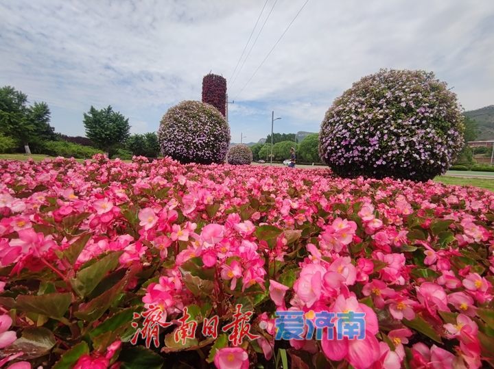 一年四季 泉在济南丨环湖路化身 “花廊” 引客打卡留影