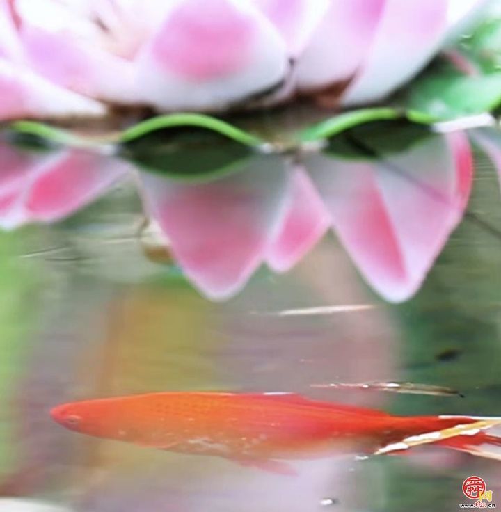 【网络中国节·春节】“泉”在济南过大年｜寻泉打卡趵突泉