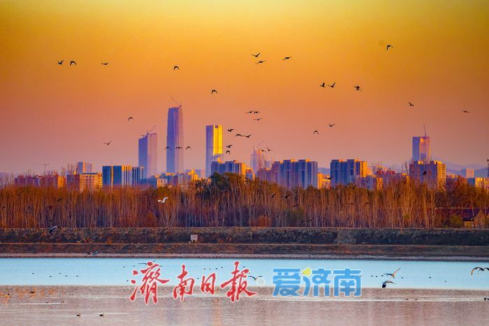 黄河畔的“天鹅越冬秘境” 鹊山水库沉沙池见证济南生态蝶变