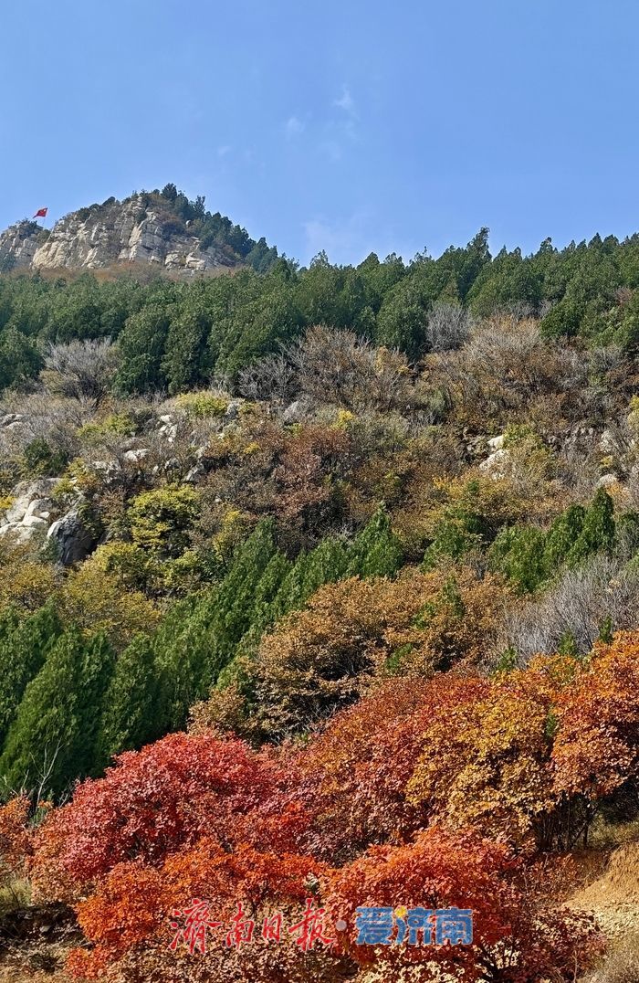 一年四季 泉在济南丨济南劈山进入红叶最佳观赏期
