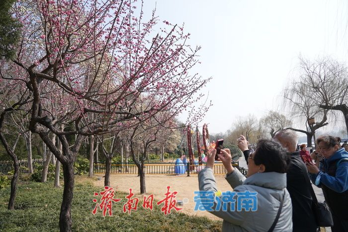 济南大明湖畔玉兰花红梅竞放 春日盛景引游客打卡
