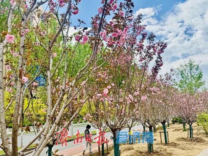 一年四季 泉在济南丨凤山路新增樱花公园 晚樱绽放醉游人