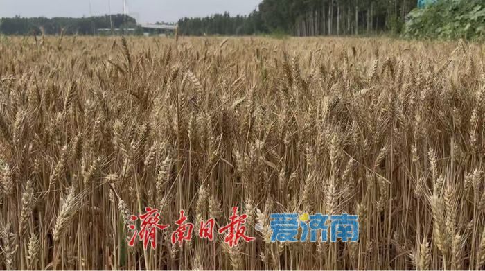 济南夏粮播种面积有多少？他们与卫星“较劲”一周摸清底数