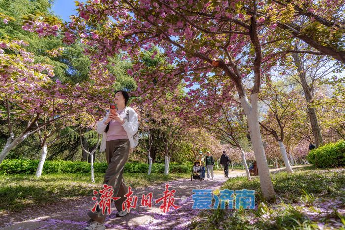 晚樱盛放醉春风！济南森林公园晚樱大道成春日浪漫打卡地