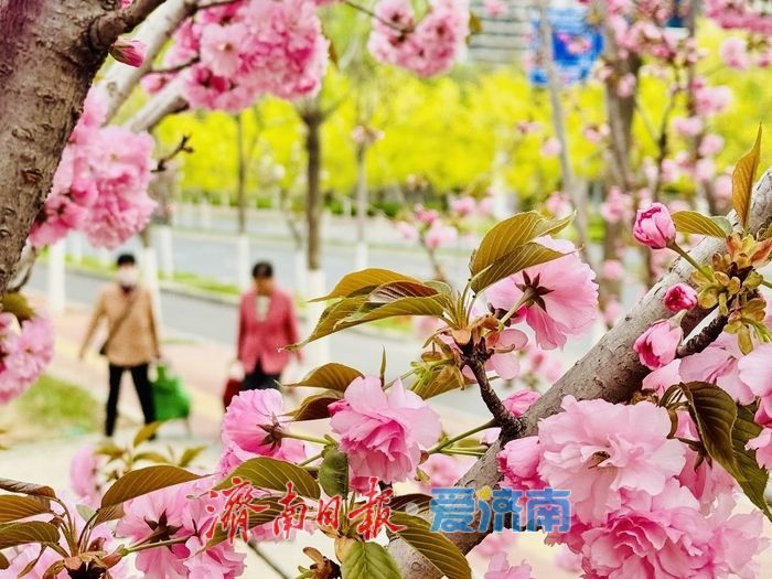 一年四季 泉在济南丨凤山路新增樱花公园 晚樱绽放醉游人