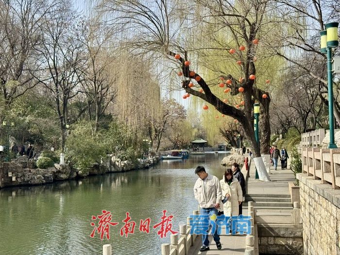 一年四季 泉在济南丨气温回升春意浓 济南柳芽初绽报早春