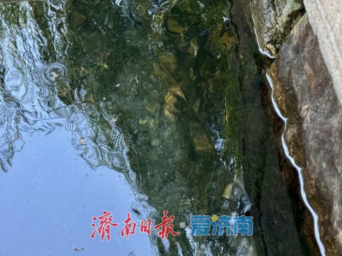 一年四季 泉在济南丨金线泉再现“金线游动” 秋日泉景引客赏