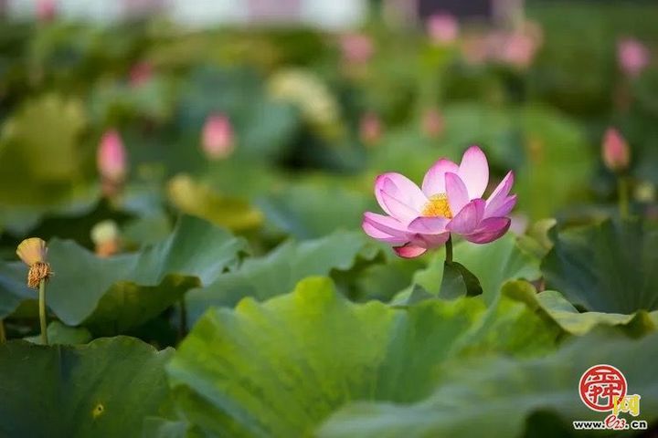 章丘白云湖：万亩湿地赋能文旅融合