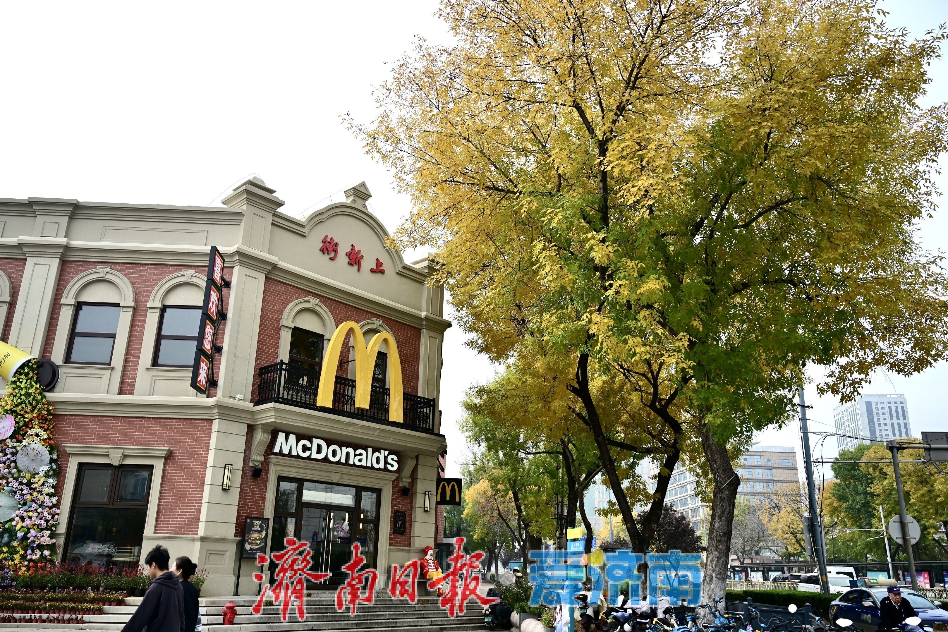 一年四季 泉在济南丨秋风绘金叶 泺源大街展秋日长廊