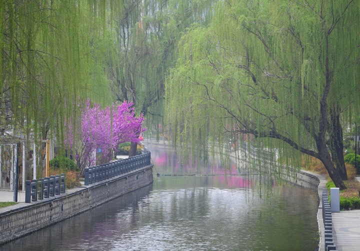 春色美如画，济南百年工商河开启“美颜”模式