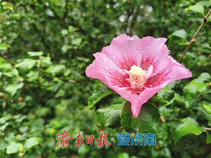 细雨如丝，百花公园秋意朦胧