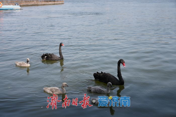 大明湖的黑天鹅宝宝，长大啦！