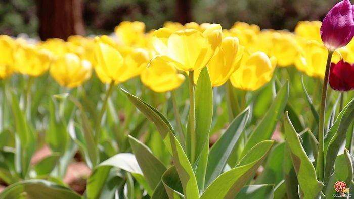郁金香花海盛放 红叶谷邀你赴春约