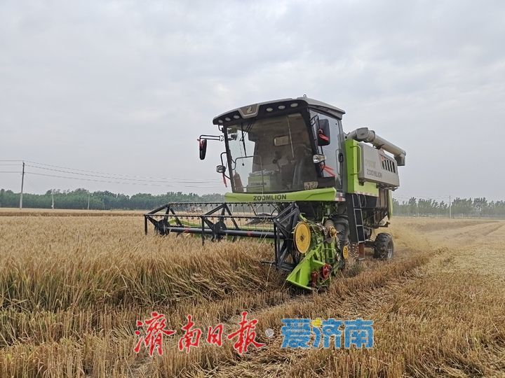 麦香飘满玉皇庙，万亩良田抢收忙