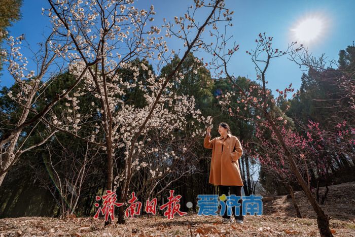 万株梅花次第开，红叶谷第18届梅花节诗意启幕