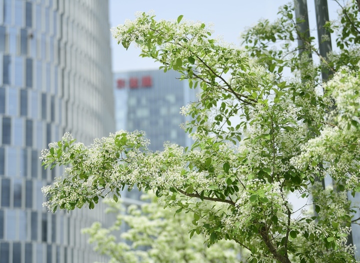 “泉”在济南过五一｜流苏花开白如雪，花香四溢醉人心