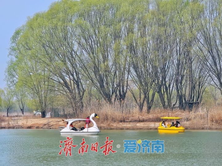 一年四季 泉在济南丨济西湿地泛舟尽享春日生态之美