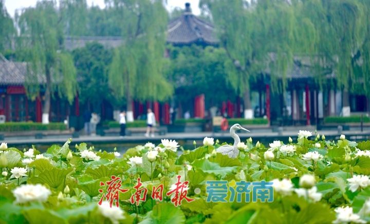 一年四季 泉在济南丨大明湖荷花盛开 游客纷至沓来打卡赏景