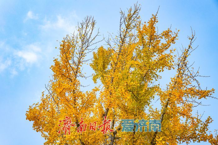 一年四季 泉在济南丨金叶翩跹映泉城，广场银杏醉游人