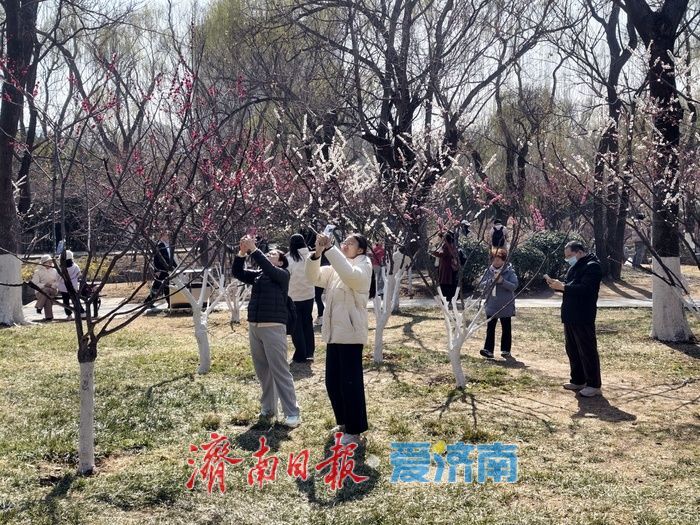一年四季 泉在济南丨泉城又见梅花开