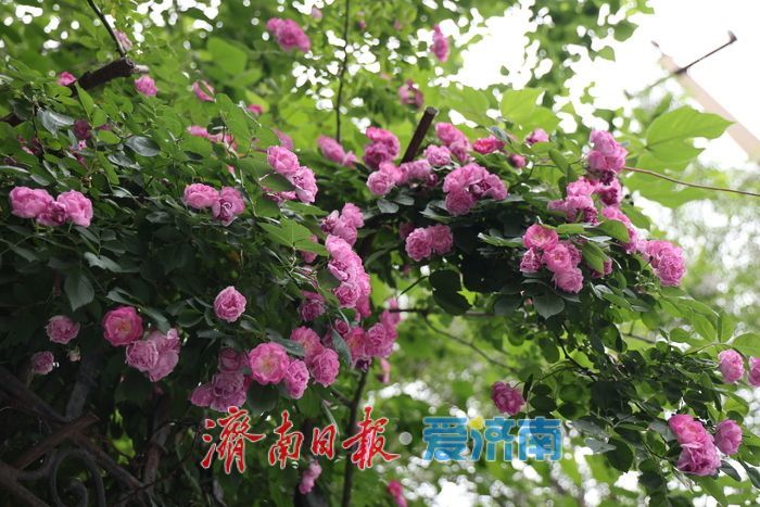 千佛山蔷薇花带扮靓登山路 “花漾”景致引游客驻足流连