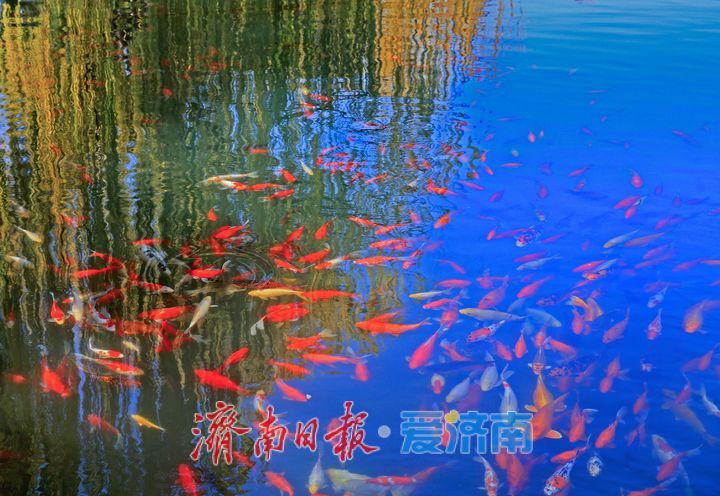 锦鲤水中畅游美如画卷
